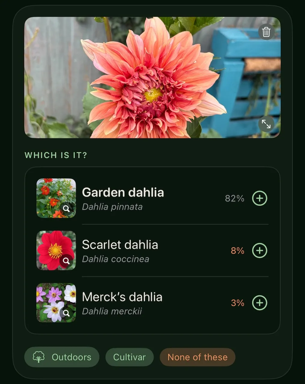 The review card: a photograph of a dahlia above its three likeliest species, each with a reference photograph and a confidence figure.